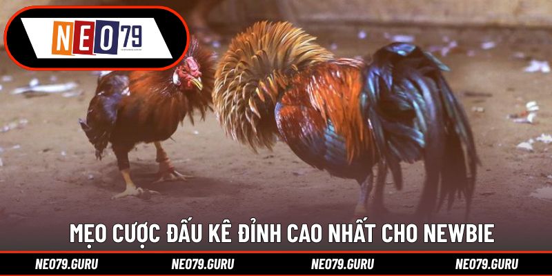 Đá Gà Cựa Sắt - Hình Thức Giải Trí Kịch Tính Hàng Đầu 3 Mẹo cược đấu kê đỉnh cao nhất cho newbie