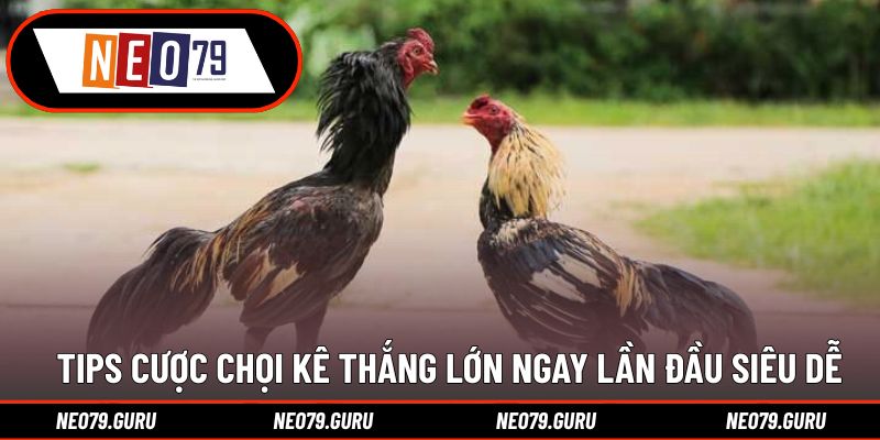 Đá Gà Mỹ Và Cách Đọc Kèo Đỉnh Cao Dành Cho Cược Thủ 3 Tips cược chọi kê thắng lớn ngay lần đầu siêu dễ