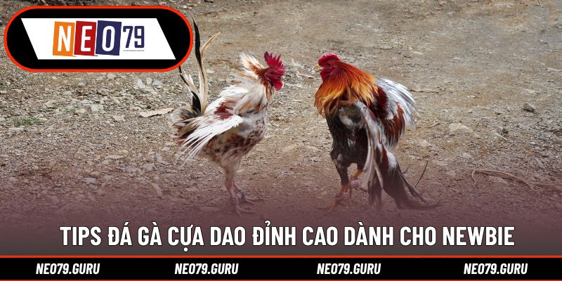 Đá Gà Cựa Dao - Kinh Nghiệm Đánh Kèo Bất Bại Cực Đã 2 Tips đá gà cựa dao đỉnh cao dành cho newbie
