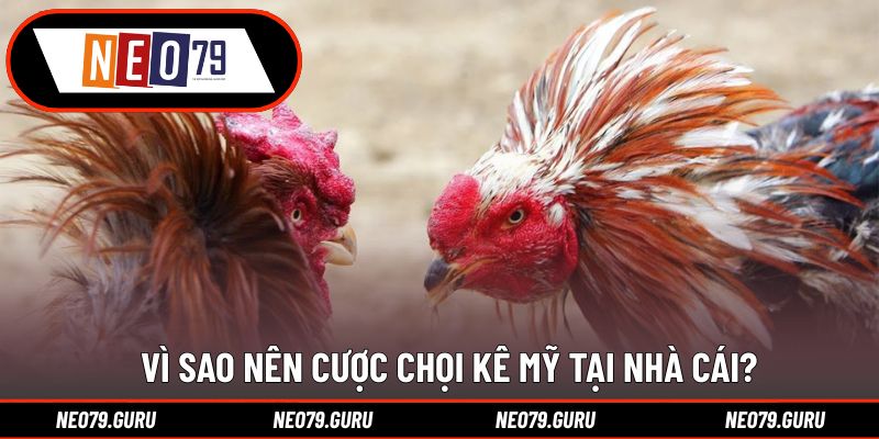 Đá Gà Mỹ Và Cách Đọc Kèo Đỉnh Cao Dành Cho Cược Thủ 2 Vì sao nên cược chọi kê Mỹ tại nhà cái?